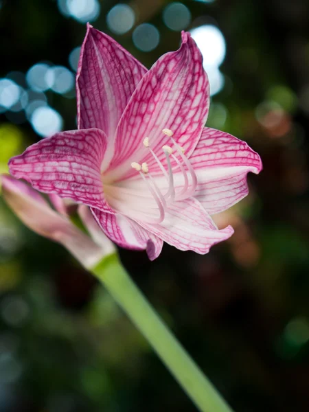 Roze en witte ster lily — Stockfoto