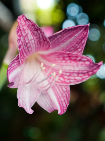 Rosa och vit stjärna lily — Stockfoto