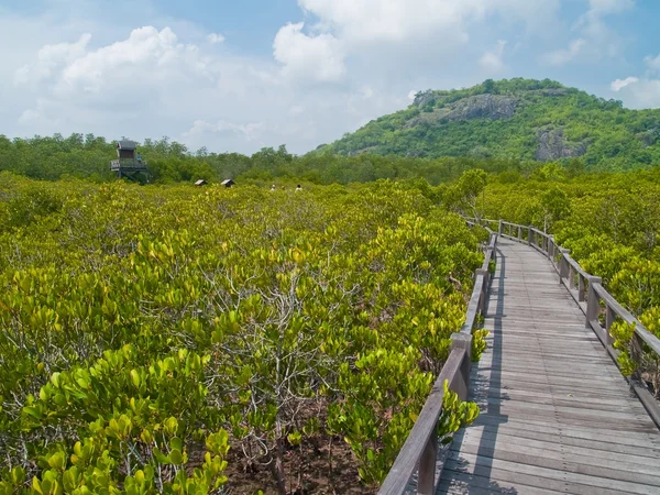 Sätt att mangrove skogen Visa peka — Stockfoto