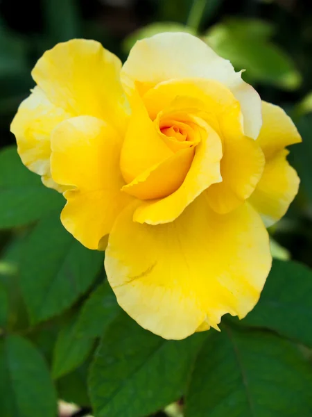 Rosa amarilla dulce hermosa — Foto de Stock