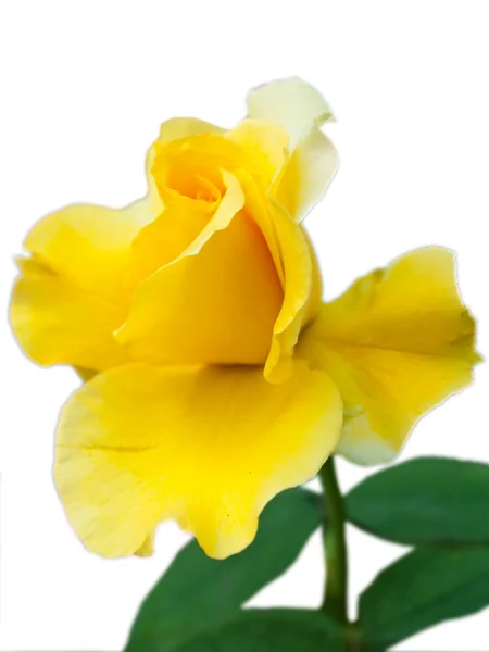 Милая желтая роза — стоковое фото