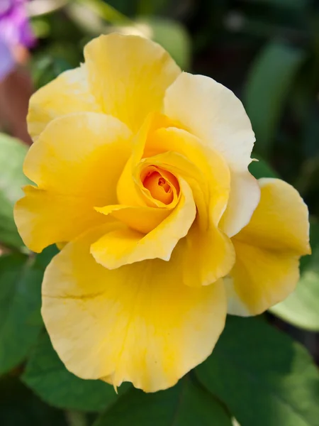 Rosa amarilla dulce hermosa — Foto de Stock