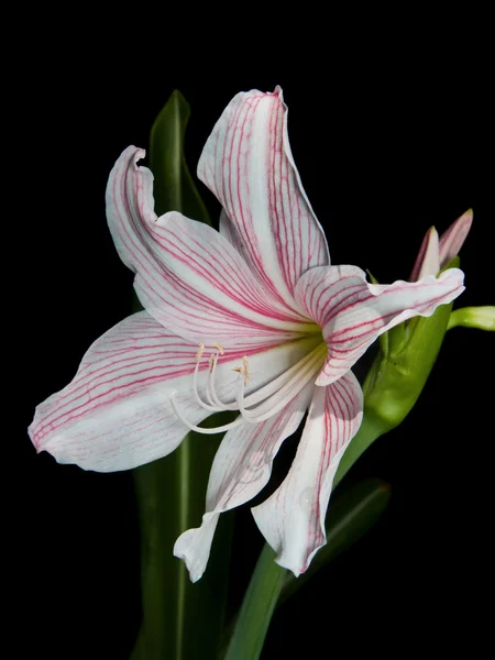 Beyaz ve pembe yıldız lily — Stok fotoğraf