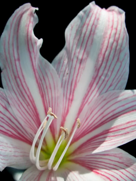 Fehér és rózsaszín csillag liliom — Stock Fotó