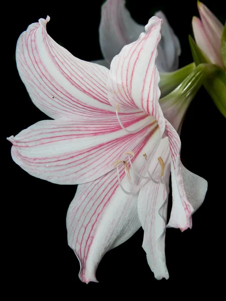 Vitt och rosa stjärna lily — Stockfoto