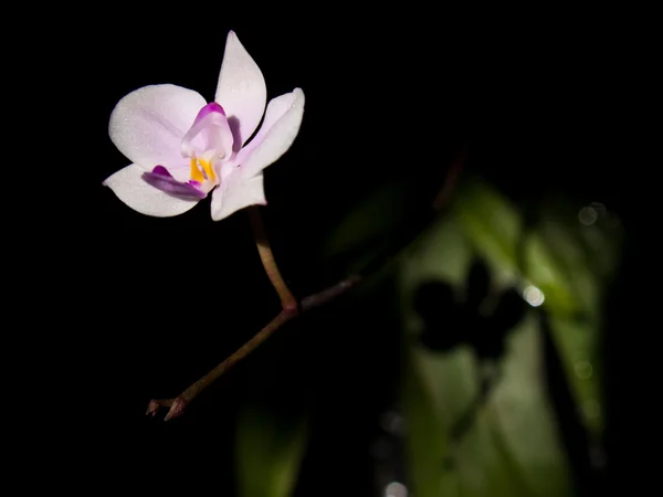 Phalaenopsis lowii — Fotografia de Stock