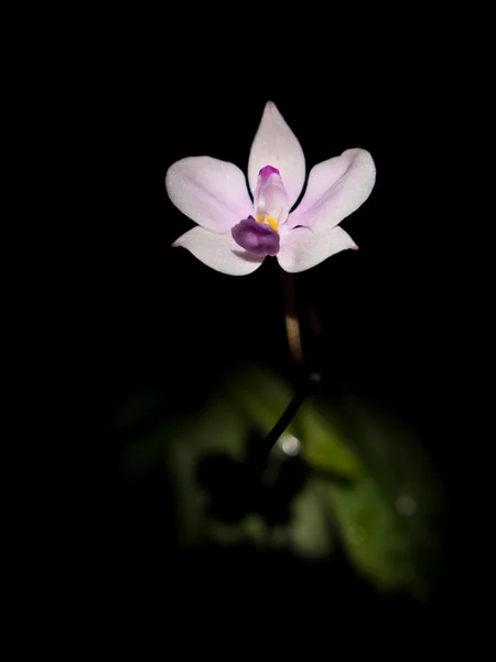 Phalaenopsis lowii — Zdjęcie stockowe