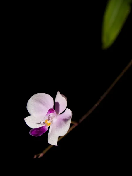 Phalaenopsis lowii — Foto Stock