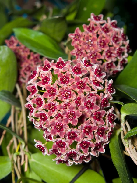 Hoya globulifera — Stok fotoğraf