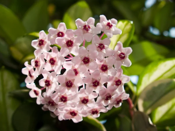 Hoya carnosa cv. Variegata Stockfoto