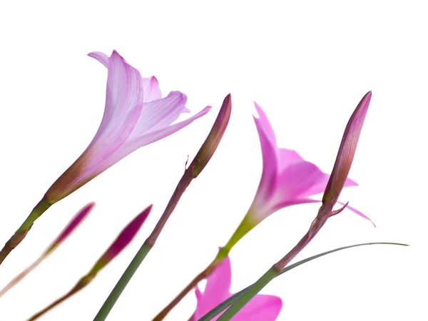 Сказочные цветы лилии — стоковое фото
