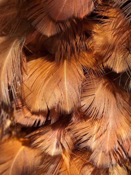 Grupo de plumas —  Fotos de Stock