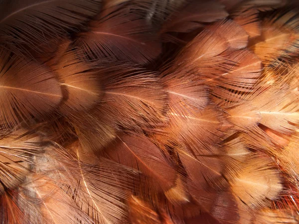 羽のグループ — ストック写真