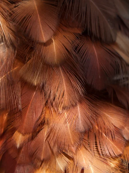 Groupe de plumes — Photo