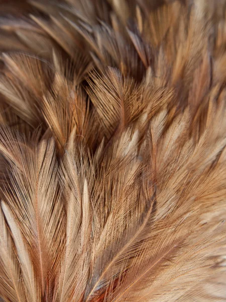 Feather group — Stock Photo, Image