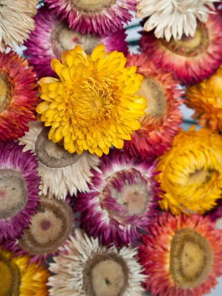 Buquê de flor de palha seca ou eterna — Fotografia de Stock