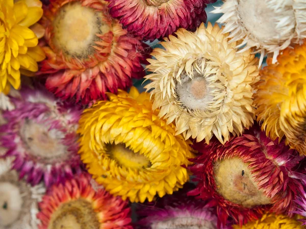 stock image Bouquet of dry straw flower or everlasting