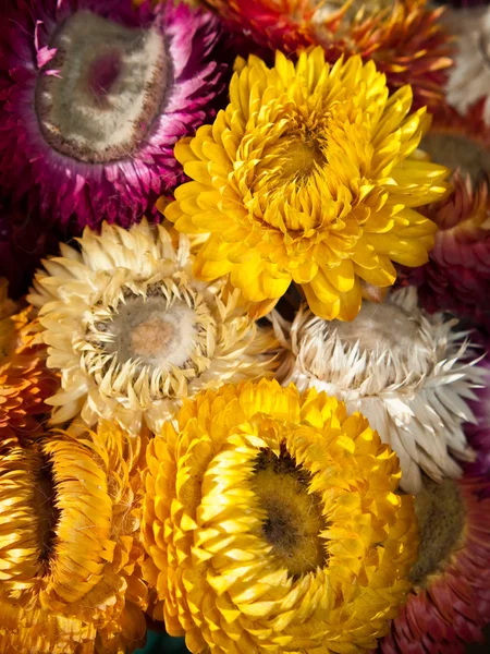 Ramo de flor de paja seca o eterna —  Fotos de Stock
