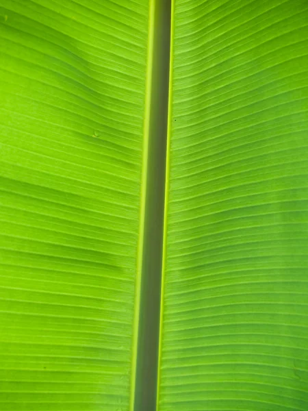 バナナの葉 — ストック写真
