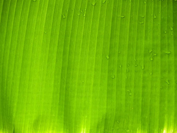 Банановая листва — стоковое фото