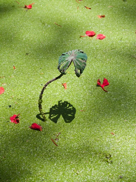 Reflektion av lotusblad — Stockfoto
