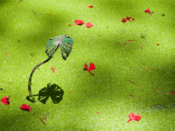 Відображення листя лотоса — стокове фото