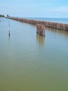 çit bambu satır