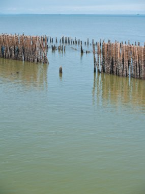 çit bambu satır