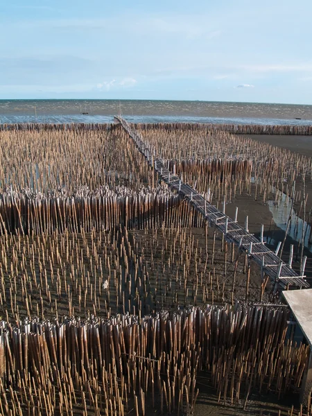 Поле бамбуковой трубки и бамбуковый мост — стоковое фото