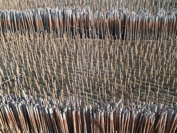 Feld aus Bambusrohr — Stockfoto