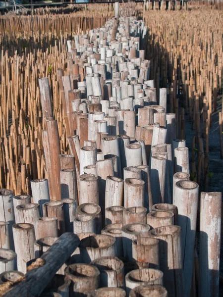 Oblast bambus trubice — Stock fotografie