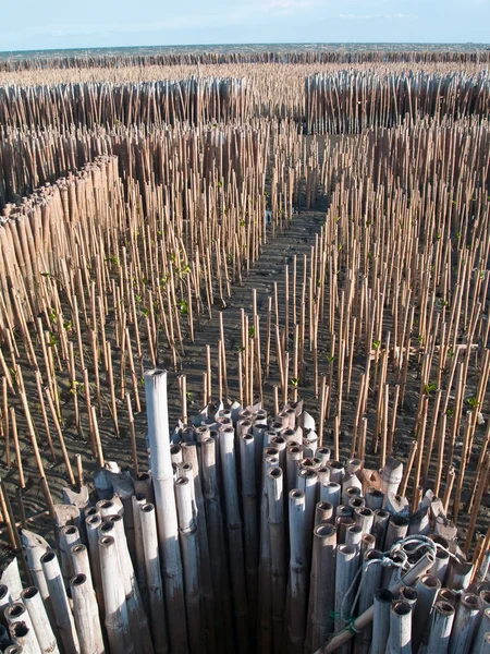 Bambu tüp alanı — Stok fotoğraf