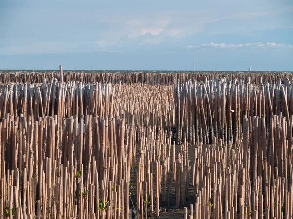 Pola bambusowe rury — Zdjęcie stockowe