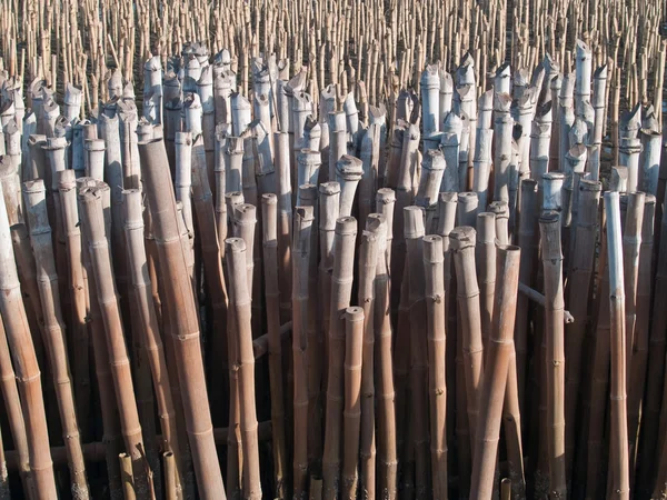 Campo de tubo de bambú —  Fotos de Stock