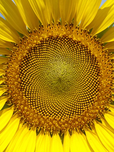 stock image Sunflower