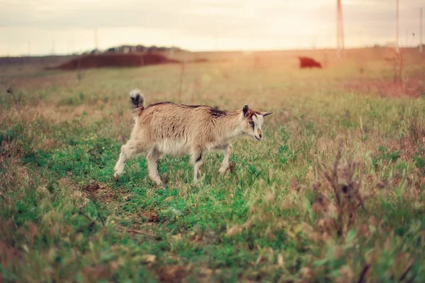 Genç keçi — Stok fotoğraf