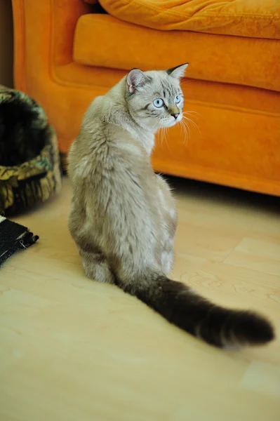 Blue-eyed cat — Stock Photo, Image
