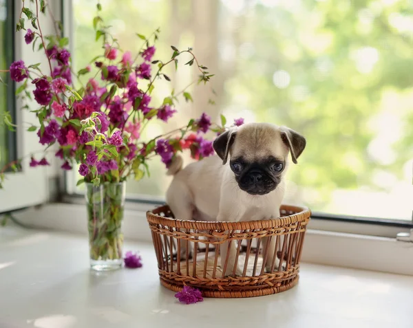 Puppy pug — Stock Photo, Image