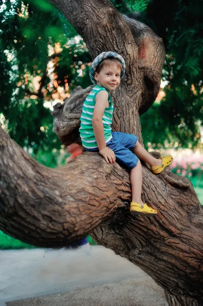 Мальчик на дереве — стоковое фото