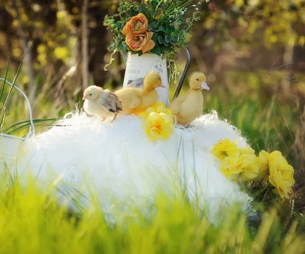 Patos amarillos — Foto de Stock