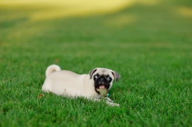 köpek pug