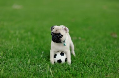 köpek pug