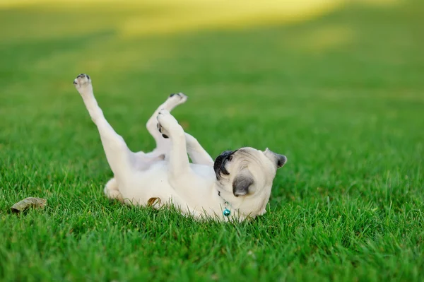 stock image Puppy pug