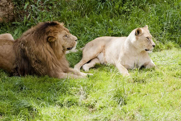ライオンと雌ライオン — ストック写真
