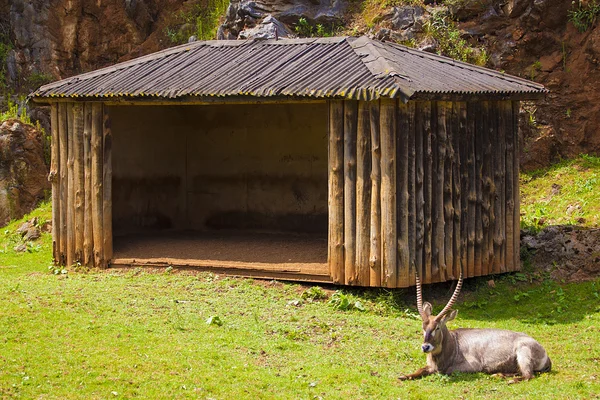 Um Ibex em cativeiro — Fotografia de Stock