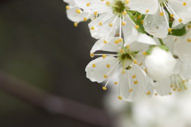 Damson çiçekler