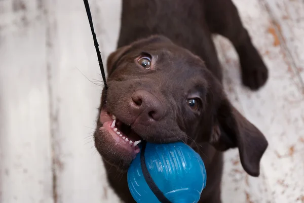 stock image Playing puppy labrador