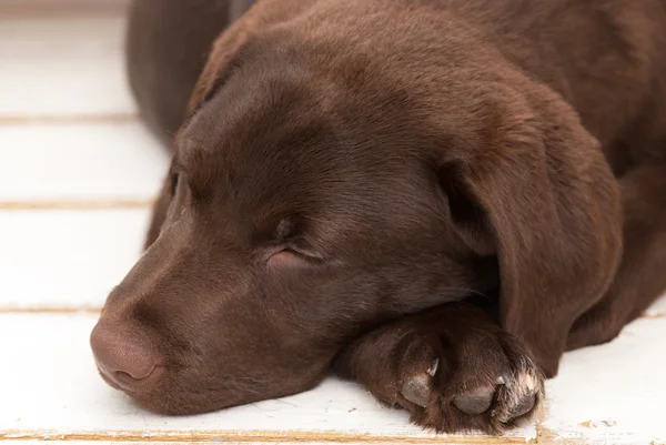 stock image Sleeping labrador