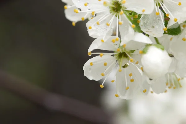 stock image Damson flowers