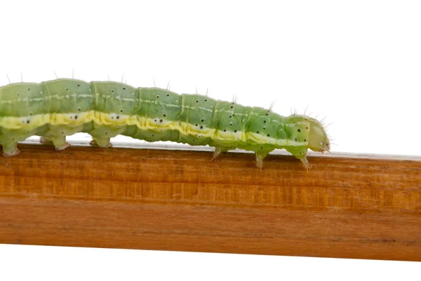 stock image Green caterpillar